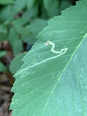 Agromyza aristata