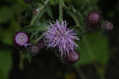 Cirsium arvense