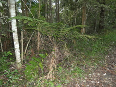 Cyathea australis