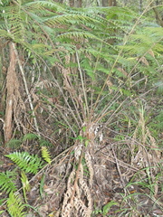 Cyathea australis