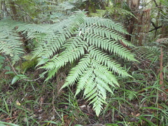 Cyathea australis