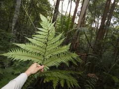Cyathea australis