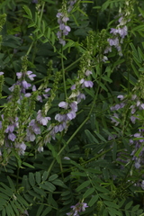 Galega officinalis
