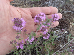 Thymus pallasianus