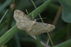 Idaea politaria