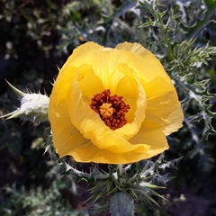 Argemone aenea
