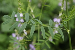Galega officinalis