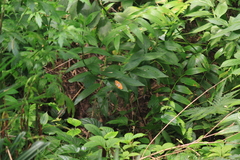 Polygonatum cyrtonema