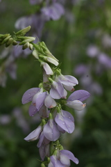 Galega officinalis