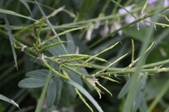 Galega officinalis
