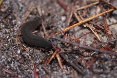 Peripatopsis lawrencei