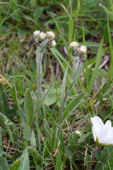 Antennaria carpatica