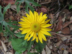 Pippenalia delphiniifolia