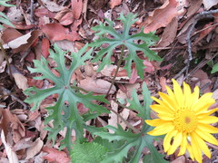 Pippenalia delphiniifolia