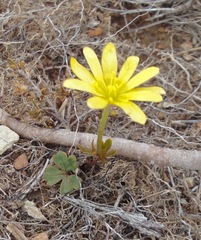 Ranunculus verticillatus