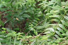 Polygonatum cyrtonema