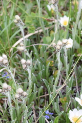 Antennaria carpatica