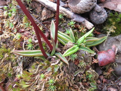 Pinguicula parvifolia