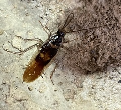 Supella dimidiata