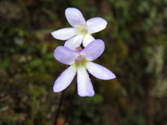 Pinguicula parvifolia