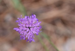 Knautia collina