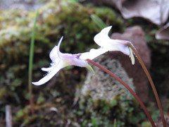 Pinguicula parvifolia