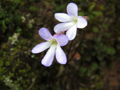 Pinguicula parvifolia