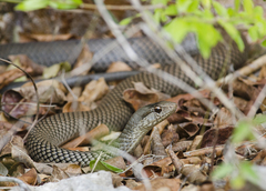 Cubophis cantherigerus