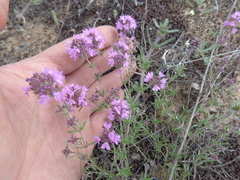 Thymus pallasianus