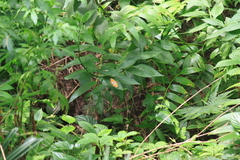 Polygonatum cyrtonema
