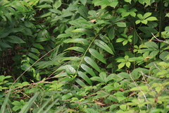 Polygonatum cyrtonema