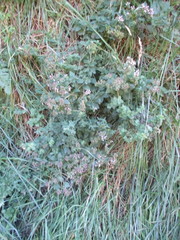 Cedronella canariensis