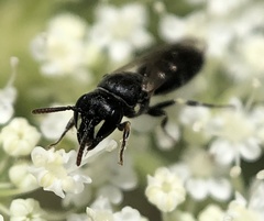 Hylaeus mesillae cressoni