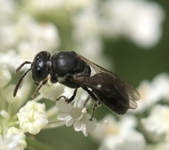 Hylaeus mesillae cressoni