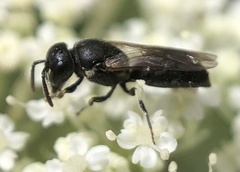 Hylaeus mesillae cressoni