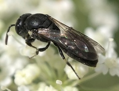 Hylaeus mesillae cressoni