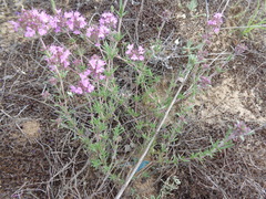 Thymus pallasianus