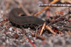 Peripatopsis lawrencei