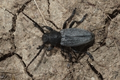 Dorcadion fuliginator