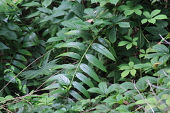 Polygonatum cyrtonema