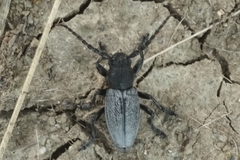 Dorcadion fuliginator