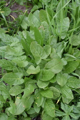 Rumex arifolius