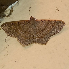 Psamatodes pernicata