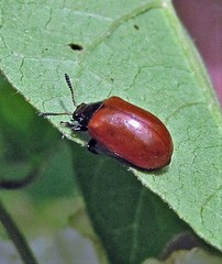 Plagiodera erythroptera