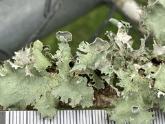 Parmotrema subrigidum