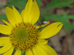 Anochrostomus formosus