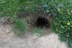 Marmota marmota
