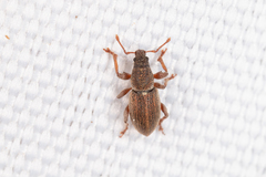 Polydrusus marginatus