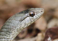 Cubophis cantherigerus