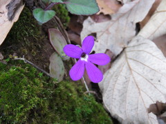 Pinguicula oblongiloba